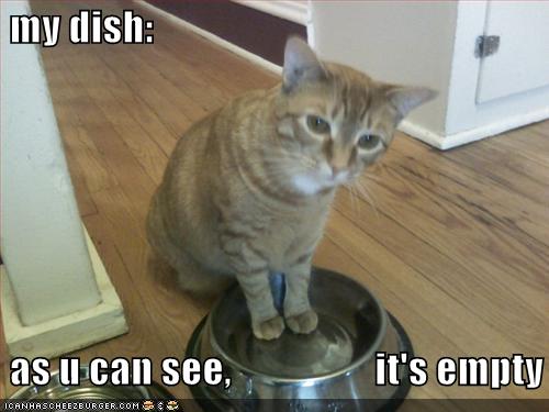 funny-pictures-cat-wants-food.jpg